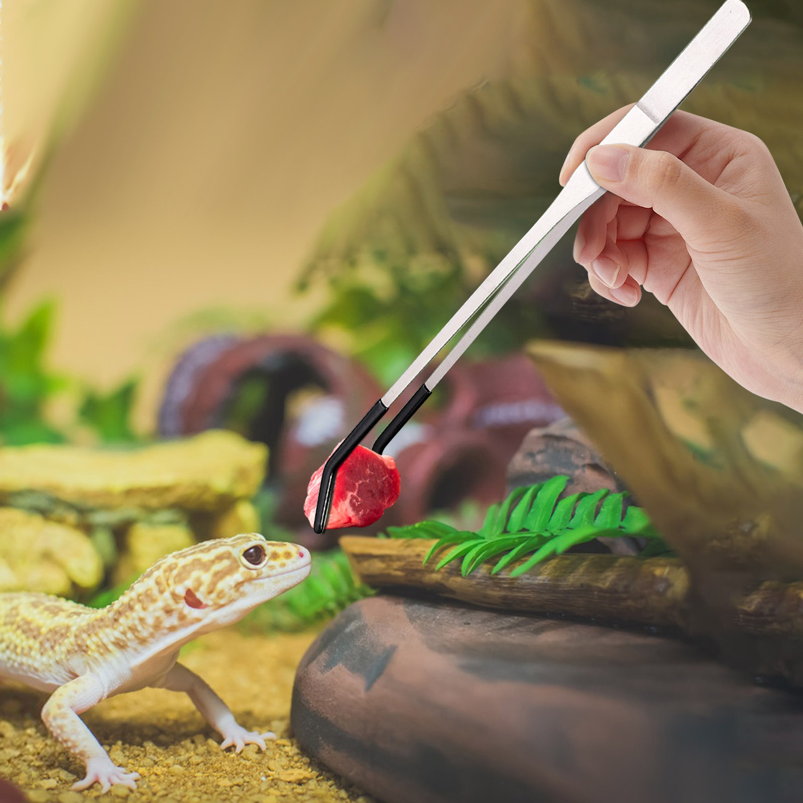Pinzette lunghe per alimentazi - Water Dish Reptile recensione e prezzo